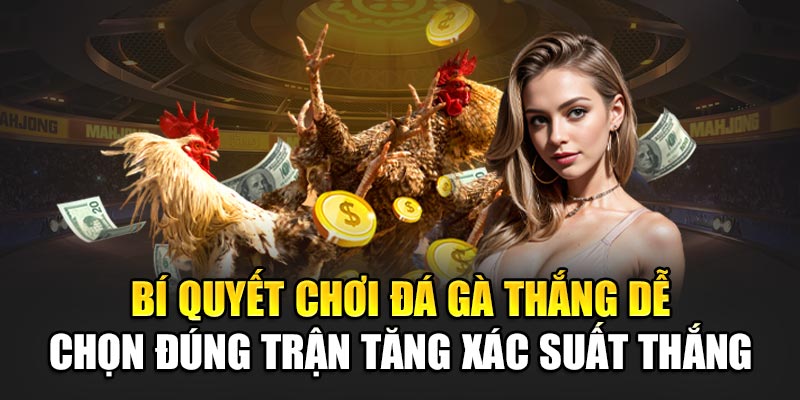Bí quyết chơi đá gà thắng dễ chọn đúng trận tăng xác suất thắng