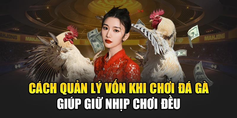 Cách quản lý vốn khi chơi đá gà giúp giữ nhịp chơi đều