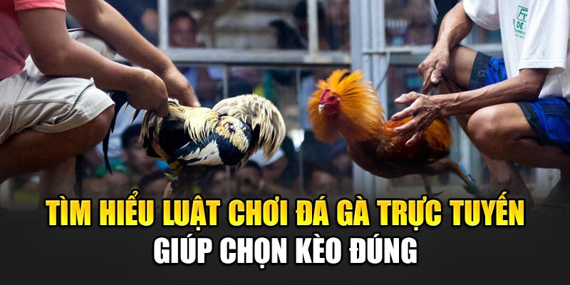 Tìm hiểu luật chơi đá gà trực tuyến giúp chọn kèo đúng
